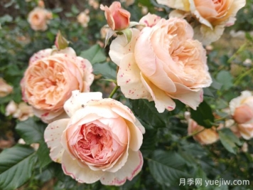 真宙月季的優(yōu)缺點(diǎn)是什么？