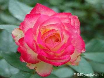 摩納哥公爵月季的優(yōu)缺點是什么？