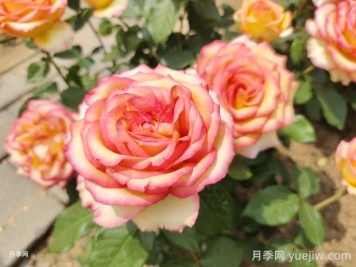 阿班斯月季的優(yōu)缺點是什么？