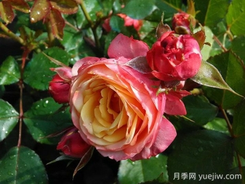 浪漫比克月季的優(yōu)缺點是什么？