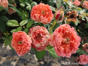 斑馬耐心月季有什么優(yōu)缺點(diǎn)？