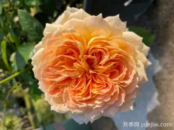 焦糖古董月季的優(yōu)缺點是什么？