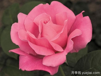 香歡喜月季的優(yōu)缺點(diǎn)是什么？