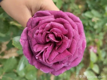 密涅瓦月季的4個優(yōu)點1個缺點