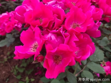 小桃紅月季的優(yōu)缺點(diǎn)是什么？