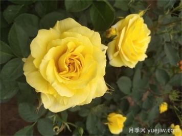 金繡娃月季的優(yōu)缺點是什么？