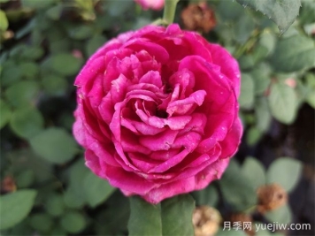 雙人芭蕾月季的優(yōu)缺點(diǎn)是什么？