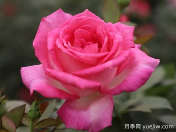 甜蜜的夢月季的優(yōu)缺點(diǎn)是什么？