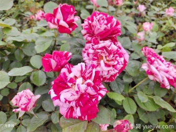 節(jié)日禮花月季的優(yōu)點(diǎn)有哪些？
