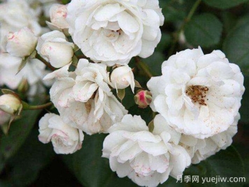 白臥龍月季的優(yōu)缺點是什么？