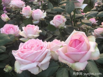 樂(lè)天派月季的優(yōu)缺點(diǎn)是什么？