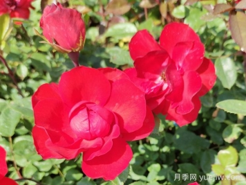 北京紅月季的優(yōu)缺點是什么？