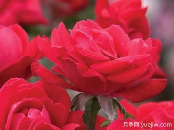 紅色絕代佳人月季的優(yōu)缺點(diǎn)是什么？