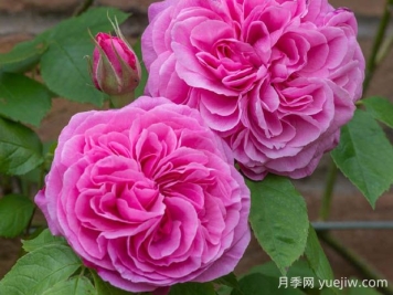 格特魯?shù)陆芑鶢栐录镜膬?yōu)缺點(diǎn)是什么？
