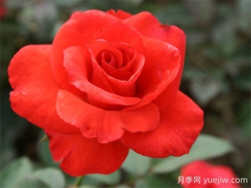 翰錢月季的優(yōu)缺點(diǎn)是什么？