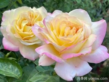 黃和平月季的優(yōu)缺點是什么？