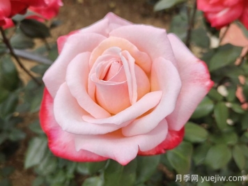 丹頂月季的優(yōu)缺點(diǎn)是什么？