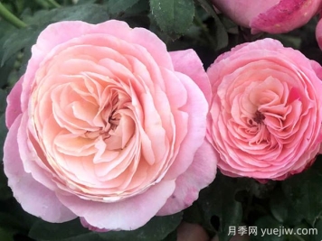 環(huán)美空月季的優(yōu)缺點(diǎn)是什么？