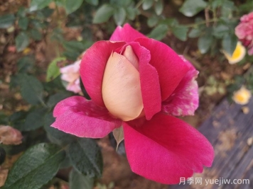 火和平月季的優(yōu)缺點是什么？