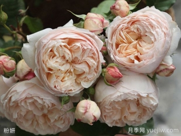 粉妍月季的優(yōu)缺點(diǎn)是什么？
