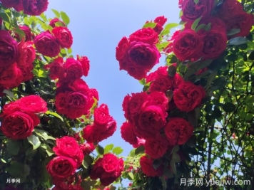 佛羅倫蒂娜月季的優(yōu)缺點(diǎn)是什么？