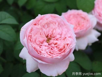 微醺月季的優(yōu)缺點是什么？