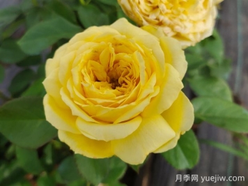 凱特琳娜月季的優(yōu)缺點(diǎn)是什么？
