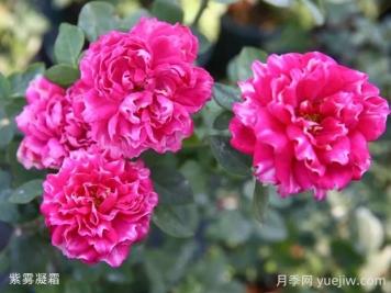紫霧凝霜月季的優(yōu)缺點(diǎn)是什么？