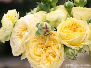 卡特琳娜月季的優(yōu)點(diǎn)是什么？