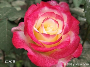 紅雙喜月季優(yōu)缺點(diǎn)分析