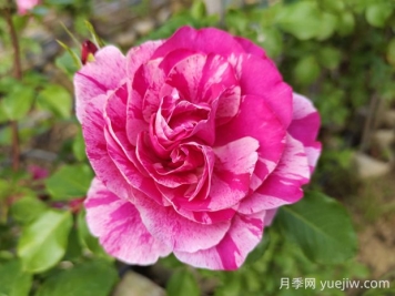 依蕾莎絲特月季的優(yōu)缺點是什么？