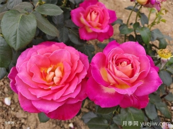 北極風神月季的優(yōu)缺點是什么？