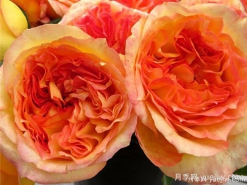 亨利戴爾巴德月季的優(yōu)缺點是什么？