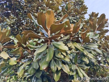 玉蘭花都有什么顏色啊？帶你一起了解南陽(yáng)玉蘭
