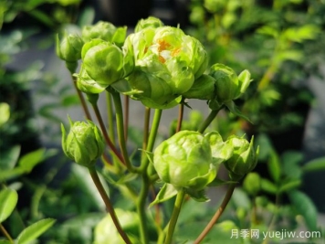 推薦10種美麗的綠色系月季，唯美清新，多款國(guó)月