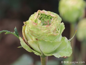 推薦6種綠色系月季品種，清新脫俗，難得一見(jiàn)