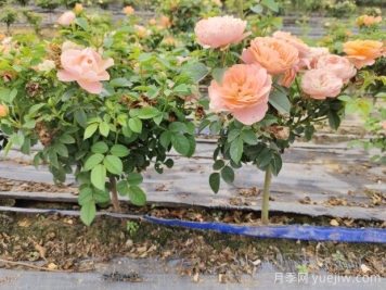 怎樣提高苗木成活率？ 花木嫁接注意事項