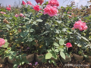 導(dǎo)致盆栽大花月季苗爛根的要素有什么？