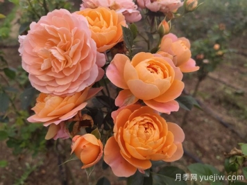 如何栽培適合初學(xué)者的月季花品種？
