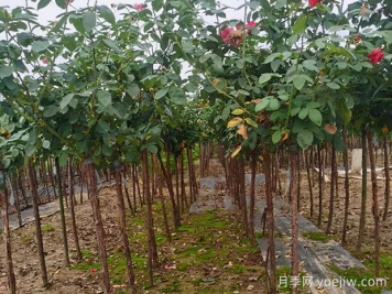 樹狀月季枝條干枯了怎么辦？