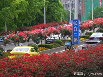 重慶月季應用和景觀圖集