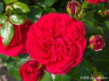 紅色達芬奇月季和粉色達芬奇月季有什么區(qū)別？
