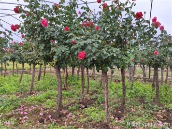 提高移栽落葉喬木成活率的17個技術(shù)措施