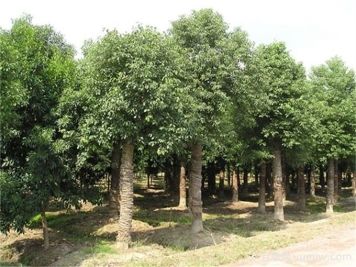 香樟大樹移植技術