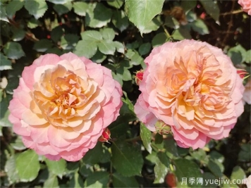 夏天月季紅蜘蛛太猖狂，怎么防治有效？