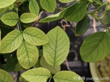 月月季花黃葉長(zhǎng)不好？9種常見(jiàn)缺素癥盤(pán)點(diǎn)
