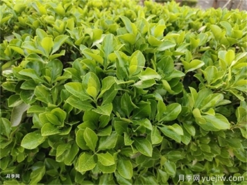 海桐與大葉黃楊，品賞觀葉植物之美