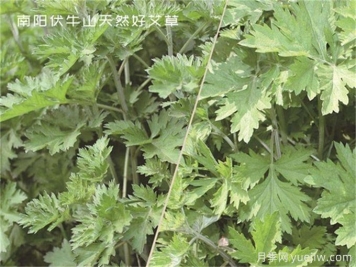 南陽中醫(yī)藥產(chǎn)業(yè)找準(zhǔn)突破口，奮力推進(jìn)臥龍艾草產(chǎn)業(yè)創(chuàng)新發(fā)展