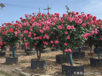 苗木移栽如何定植？
