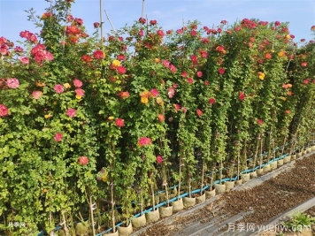 月季苗在夏季要不要施肥？